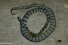 Hydrophis caerulescens