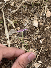 Dianthus strictus