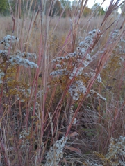 Solidago nemoralis