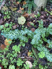Arum italicum italicum
