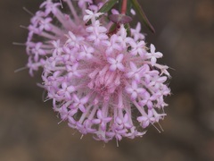Pimelea hispida