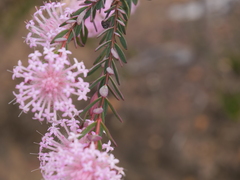 Pimelea hispida