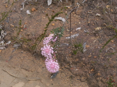 Pimelea hispida