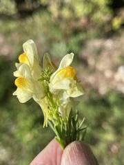 Linaria vulgaris