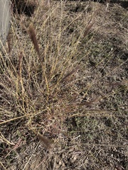 Bothriochloa ischaemum