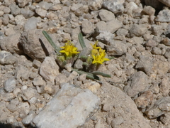 Orochaenactis thysanocarpha