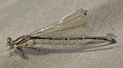 Enallagma cardenium