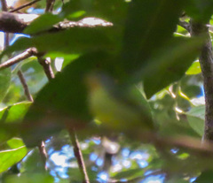 Chalcoparia singalensis