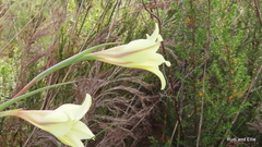 Gladiolus longicollis longicollis
