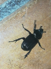 Phileurini