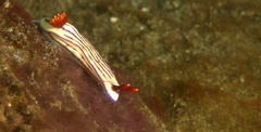 Hypselodoris