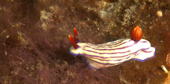 Hypselodoris