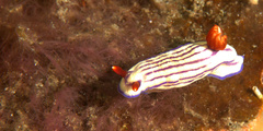 Hypselodoris