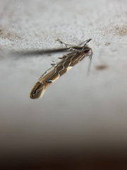 Pyroderces apparitella