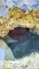 Actinia mediterranea