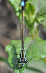 Ischnura ramburii