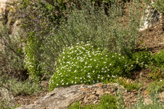 Stellaria dichotoma