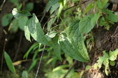Clematis hedysarifolia