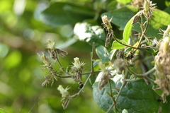 Clematis hedysarifolia