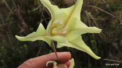 Gladiolus longicollis longicollis
