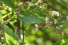 Clematis hedysarifolia