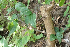 Clematis hedysarifolia
