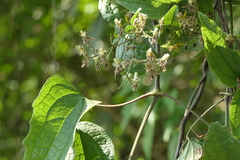 Clematis hedysarifolia