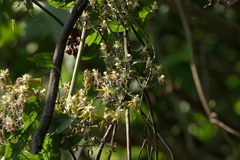 Clematis hedysarifolia