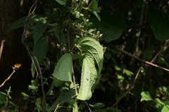 Clematis hedysarifolia