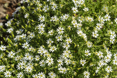 Stellaria dichotoma