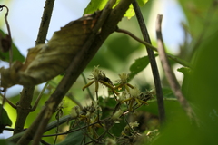 Clematis hedysarifolia