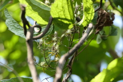 Clematis hedysarifolia