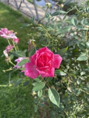 Rosa