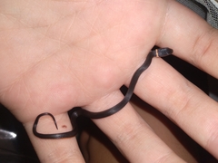 Diadophis punctatus punctatus