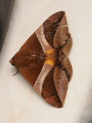 Bastilla fulvotaenia