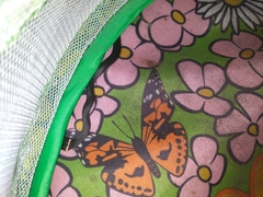 Diadophis punctatus punctatus