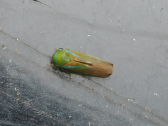 Batracomorphus