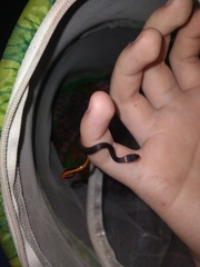 Diadophis punctatus punctatus