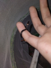 Diadophis punctatus punctatus