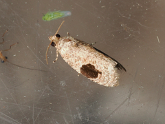 Ophiorrhabda mormopa