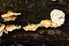 Trametes versicolor