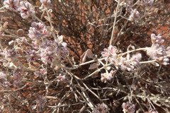 Ptilotus sessilifolius