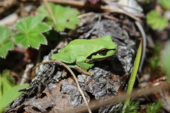 Hyla euphorbiacea