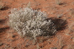 Ptilotus sessilifolius
