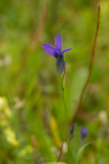 Gentianopsis barbata