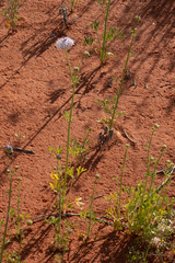 Trachymene glaucifolia