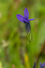 Gentianopsis barbata