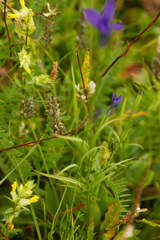 Gentianopsis barbata