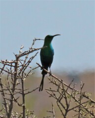 Nectarinia famosa famosa