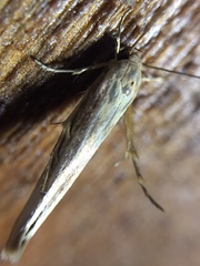 Stathmopoda
